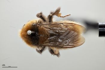 Media type: image;   Entomology 810711 Aspect: habitus dorsal view